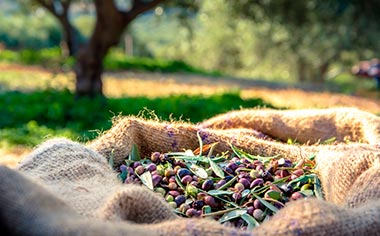 Harvested olives